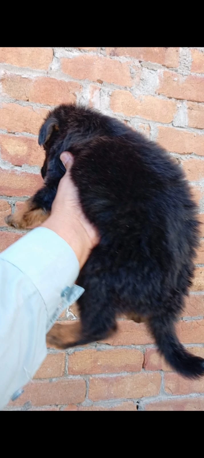 two female german shepeherd pups-Image 2