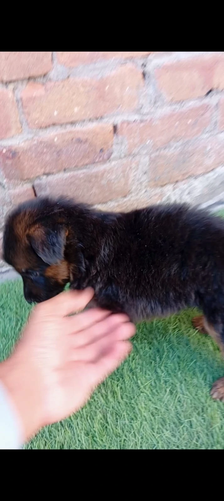 two female german shepeherd pups-Image 3