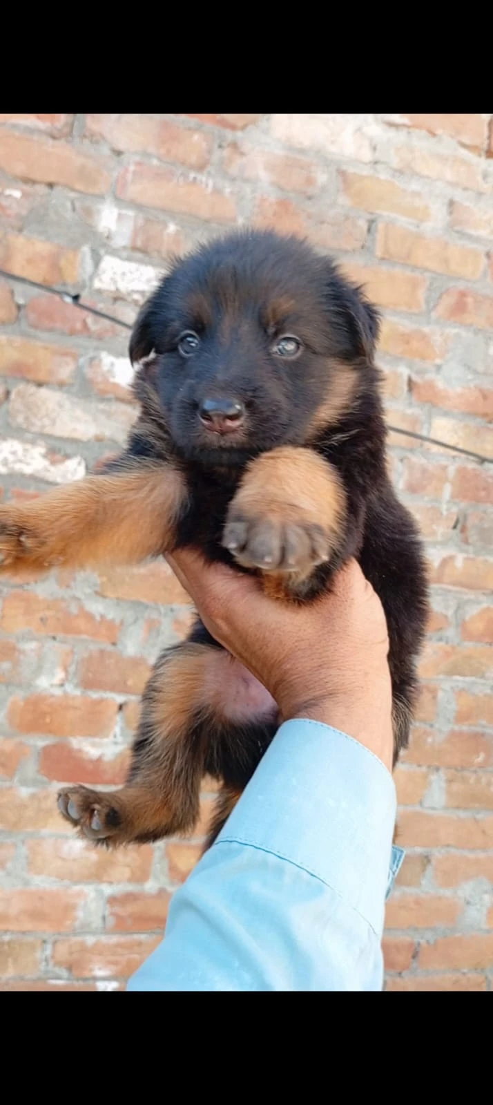 two female german shepeherd pups-Image 4