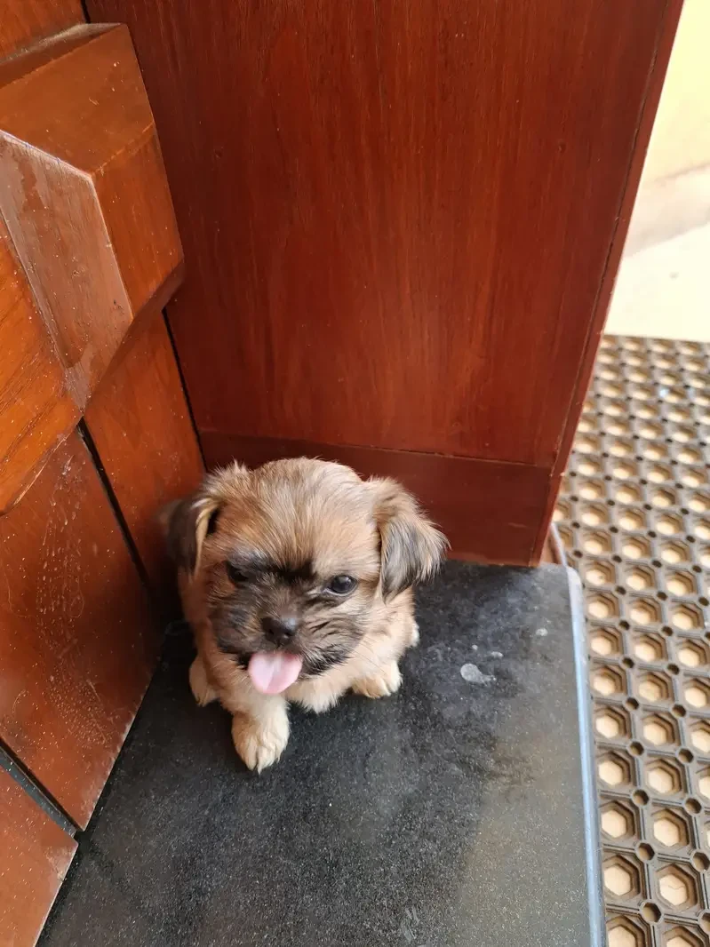 Shih Tzu puppies for sale-Image 3