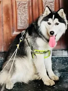 Syberian husky for sale-Image 2