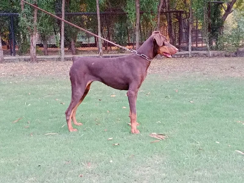 Imported Doberman breeder female available for sale-Image 2