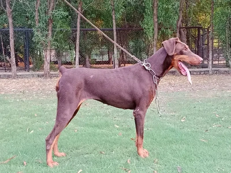 Imported Doberman breeder female available for sale-Image 3