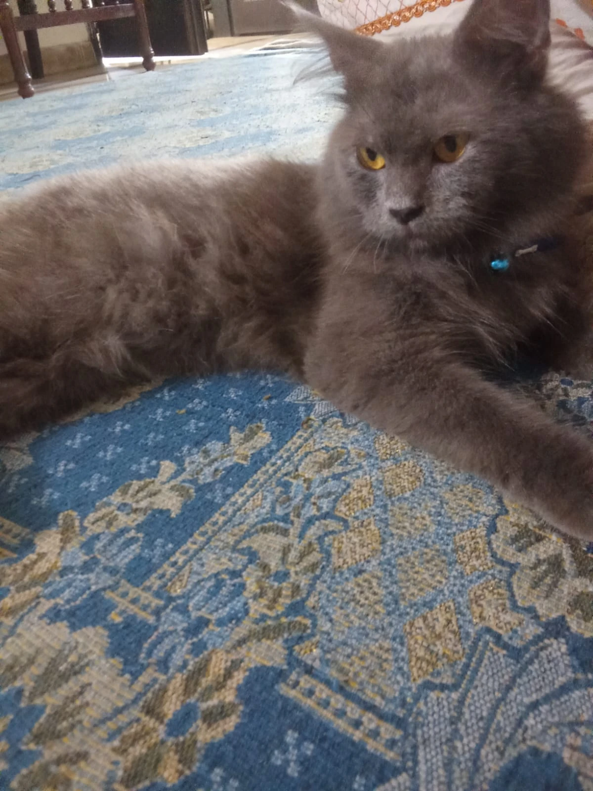 Persian cat-Image 2