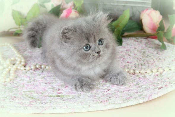 Persian Kittens available-Image 1