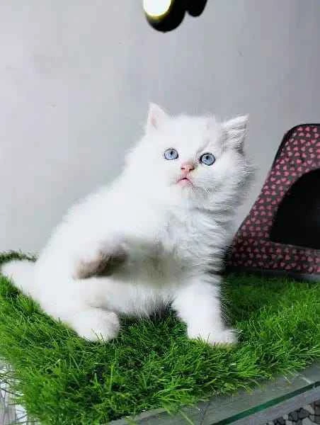 Persian Kittens available-Image 2