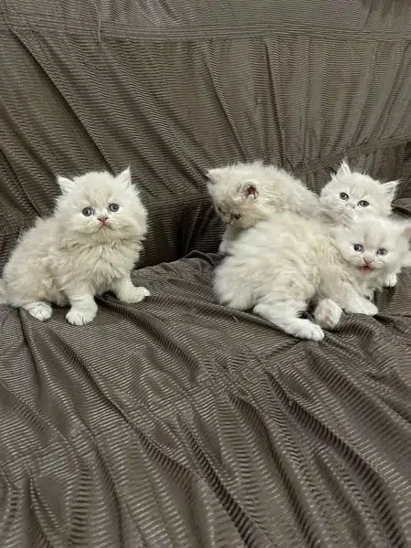 Persian Kittens available-Image 3