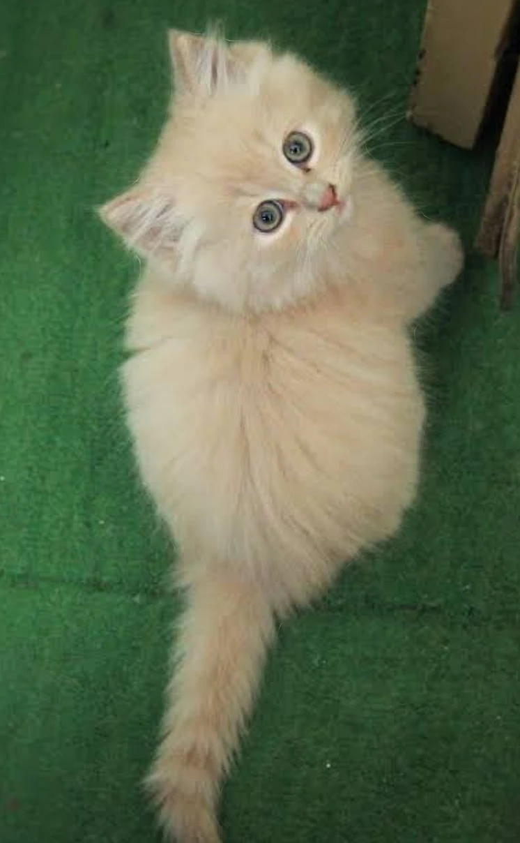 Quality Persian kittens available-Image 1