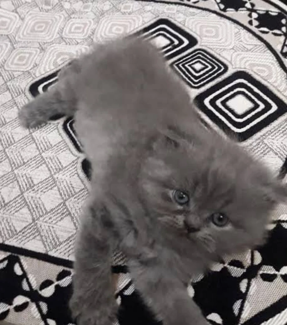 Quality Persian kittens available-Image 2