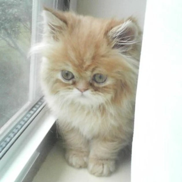 Quality Persian kittens available-Image 3