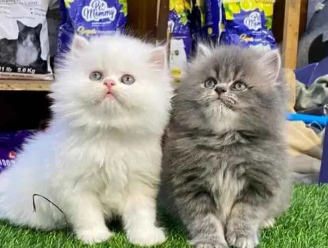 Quality Persian kittens available-Image 4