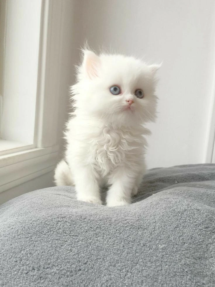 White Persian kittens available-Image 1