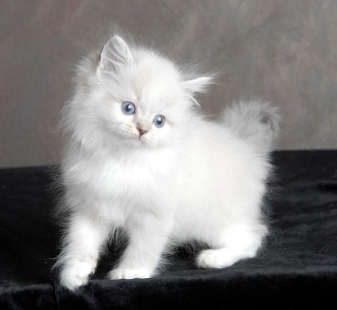 White Persian kittens available-Image 2