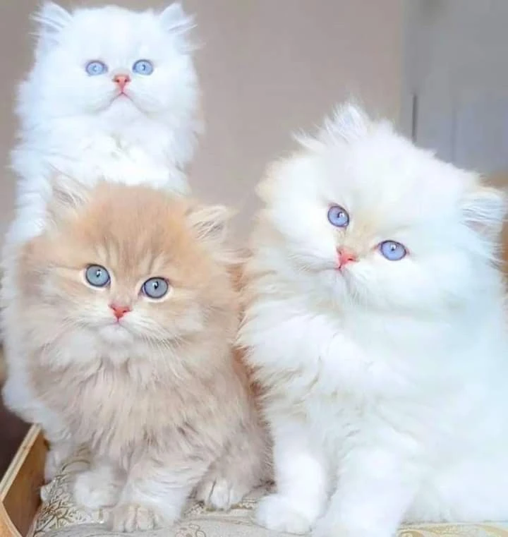 White Persian kittens available-Image 3