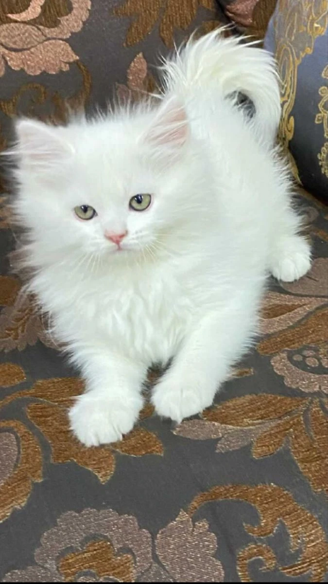 White Persian kittens available-Image 5