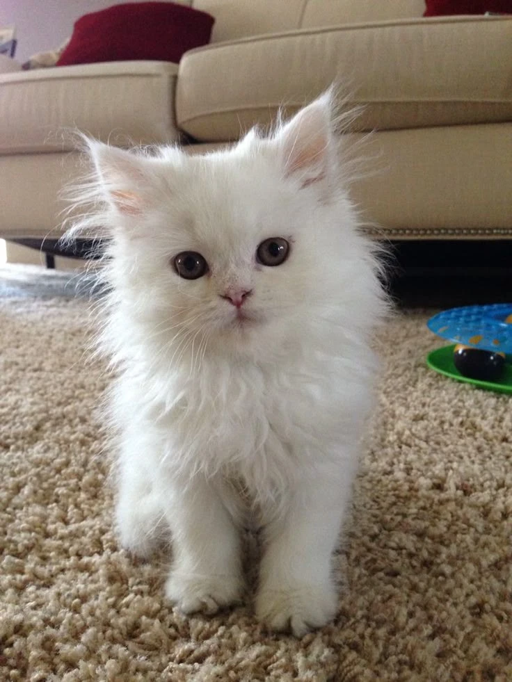 White Persian kittens available-Image 6