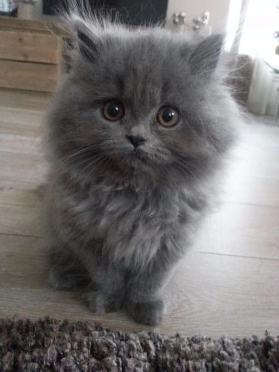 Grey Persian kittens available-Image 1