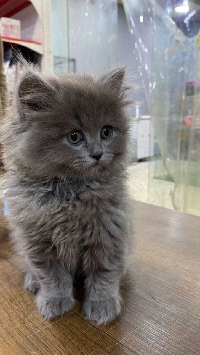 Grey Persian kittens available-Image 2