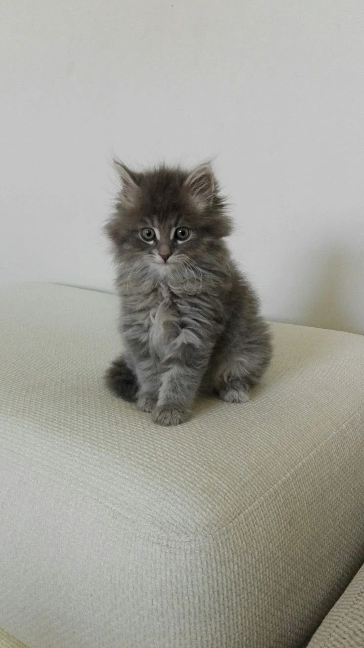 Grey Persian kittens available-Image 3