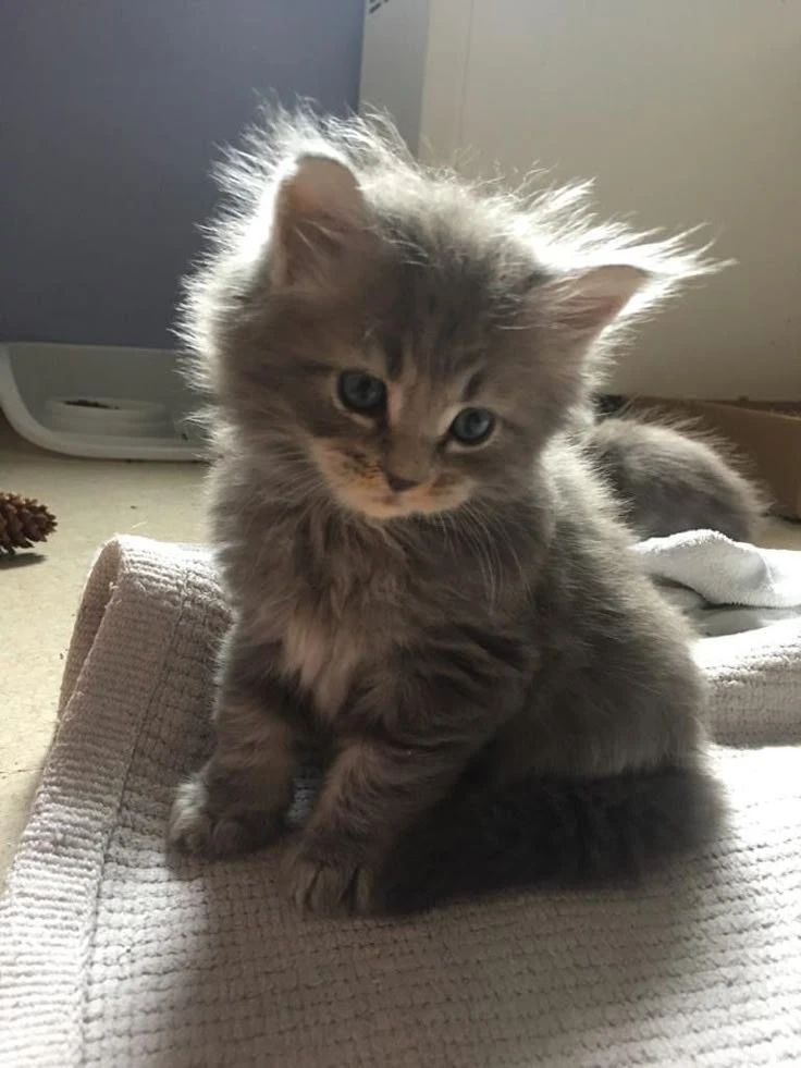 Grey Persian kittens available-Image 4