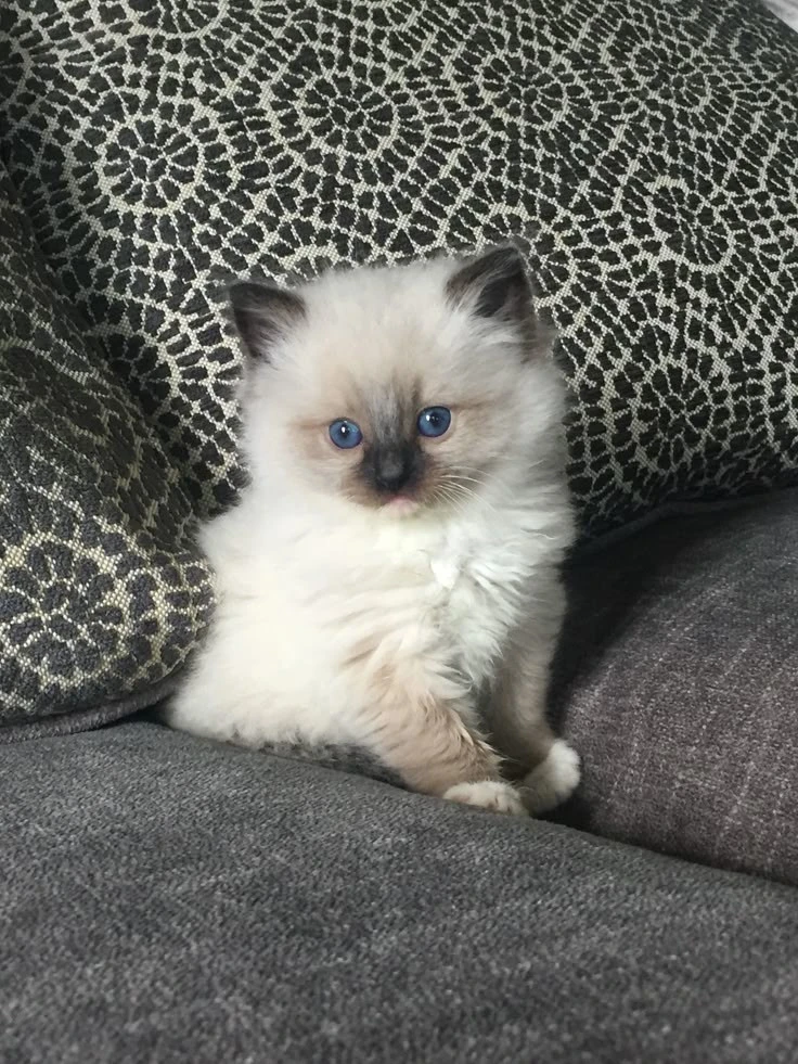 Himalayan color Persian kittens available-Image 2