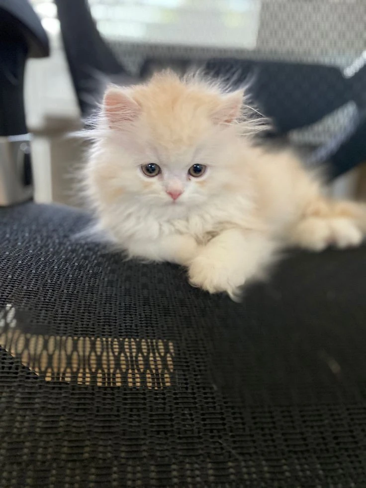 Persian kittens available-Image 1