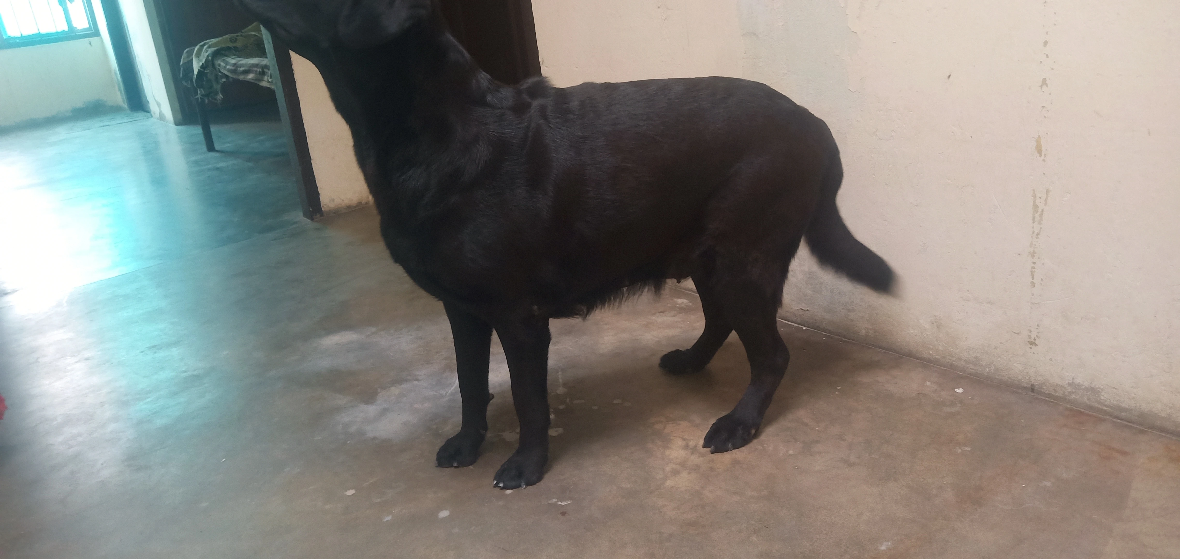 Labrador bredder female pedigree microchip-Image 1