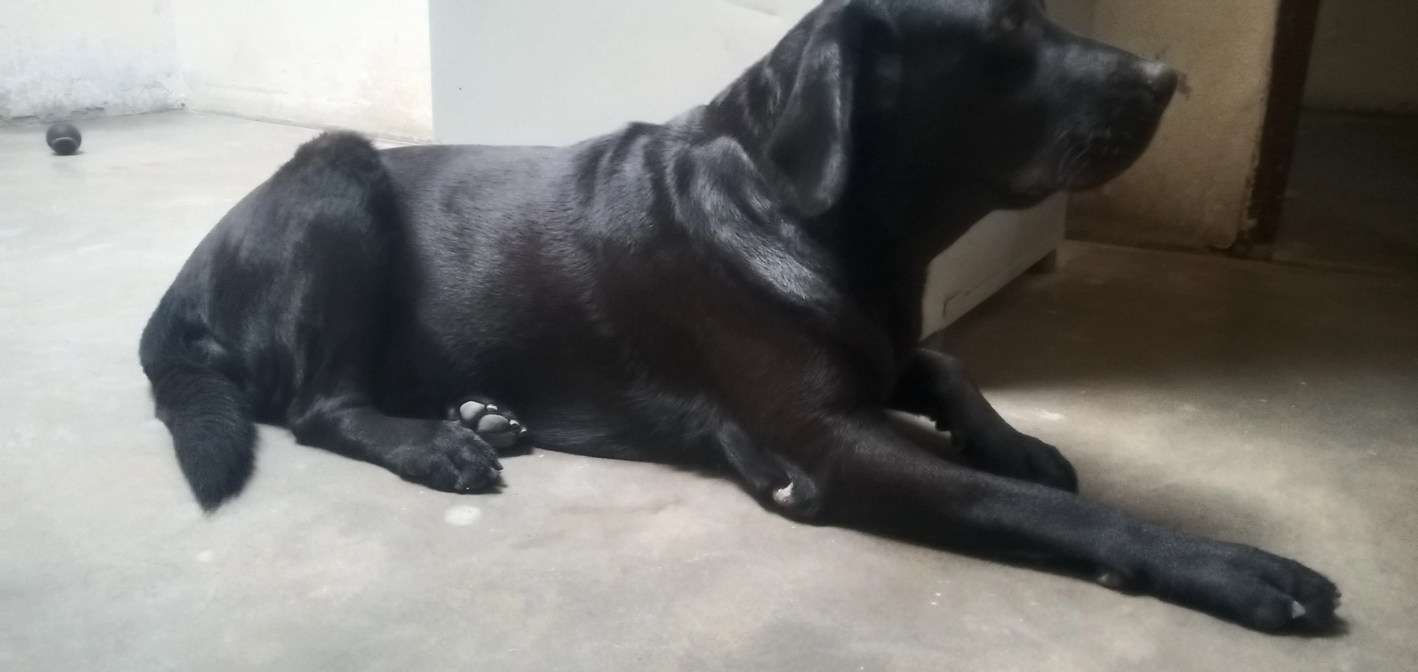 Labrador bredder female pedigree microchip-Image 3