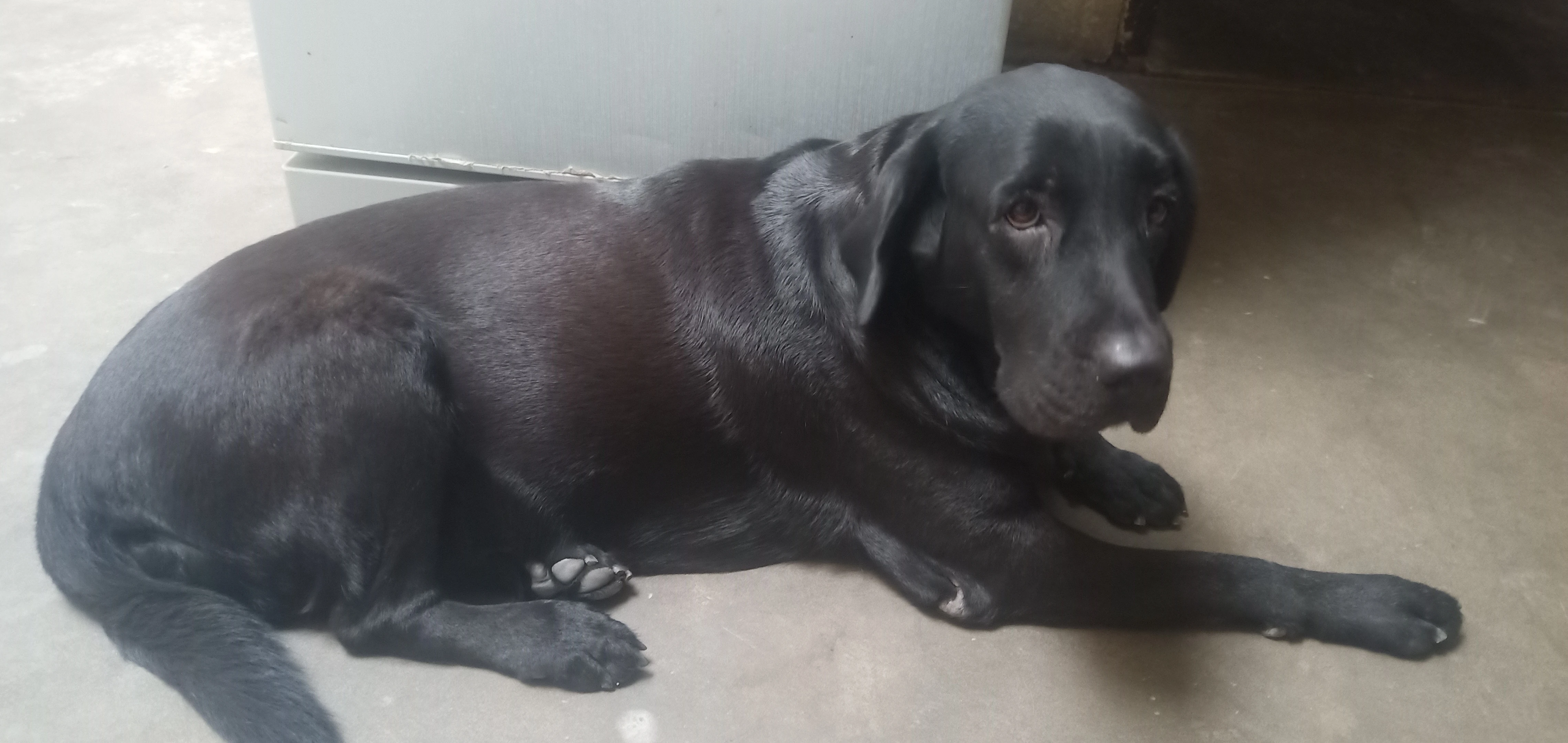 Labrador bredder female pedigree microchip-Image 6