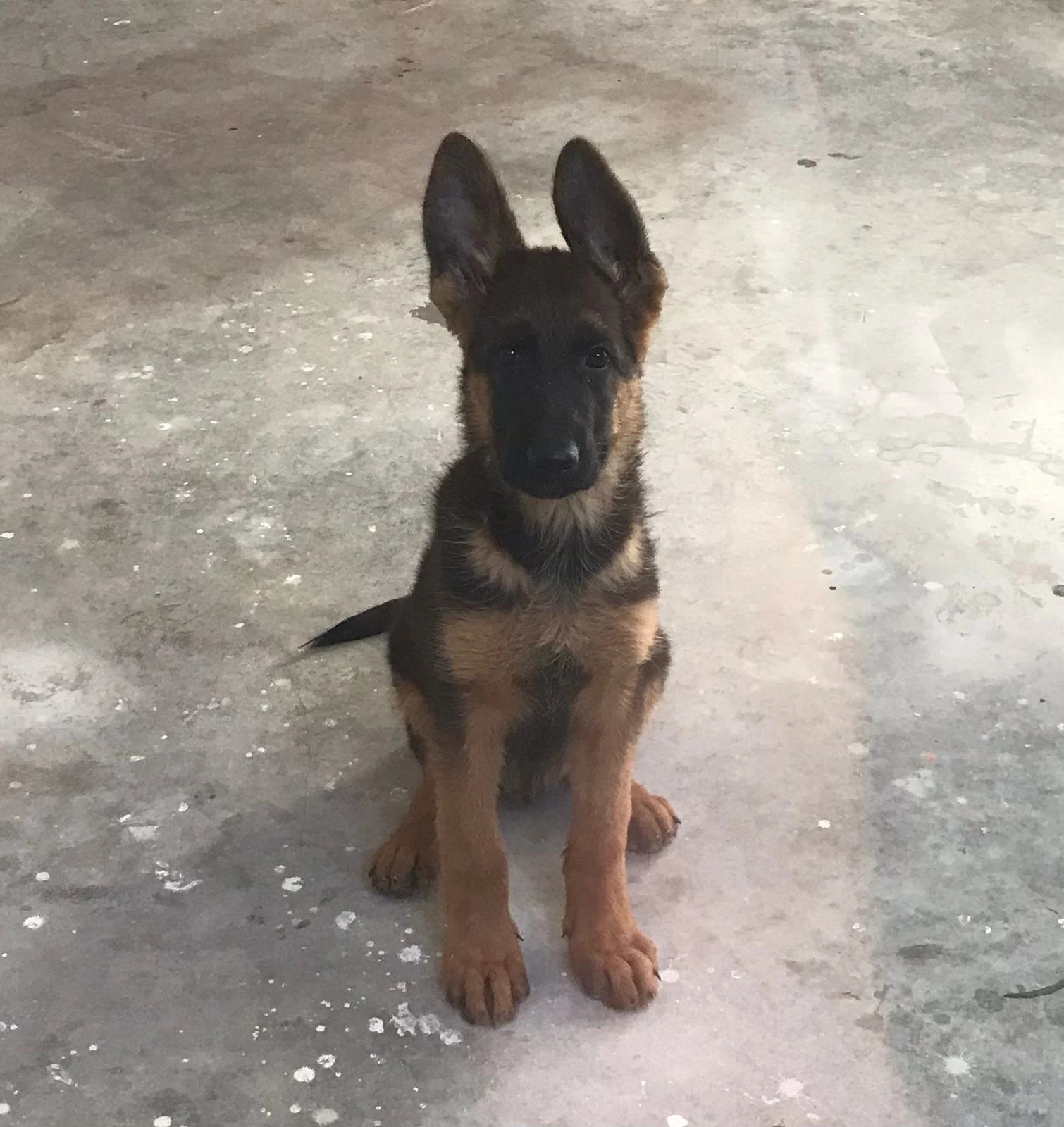 Stock Coat Winner Bloodline German Shepherd Puppy is up for sale-Image 1