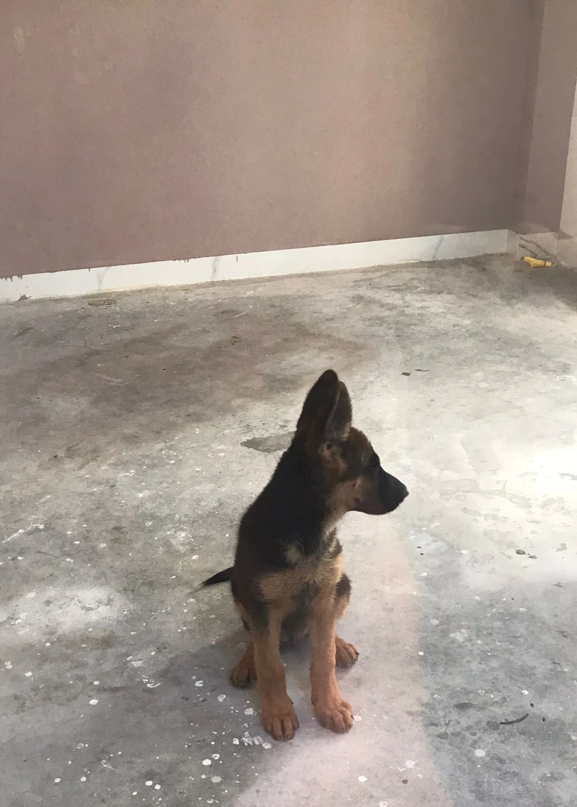 Stock Coat Winner Bloodline German Shepherd Puppy is up for sale-Image 2