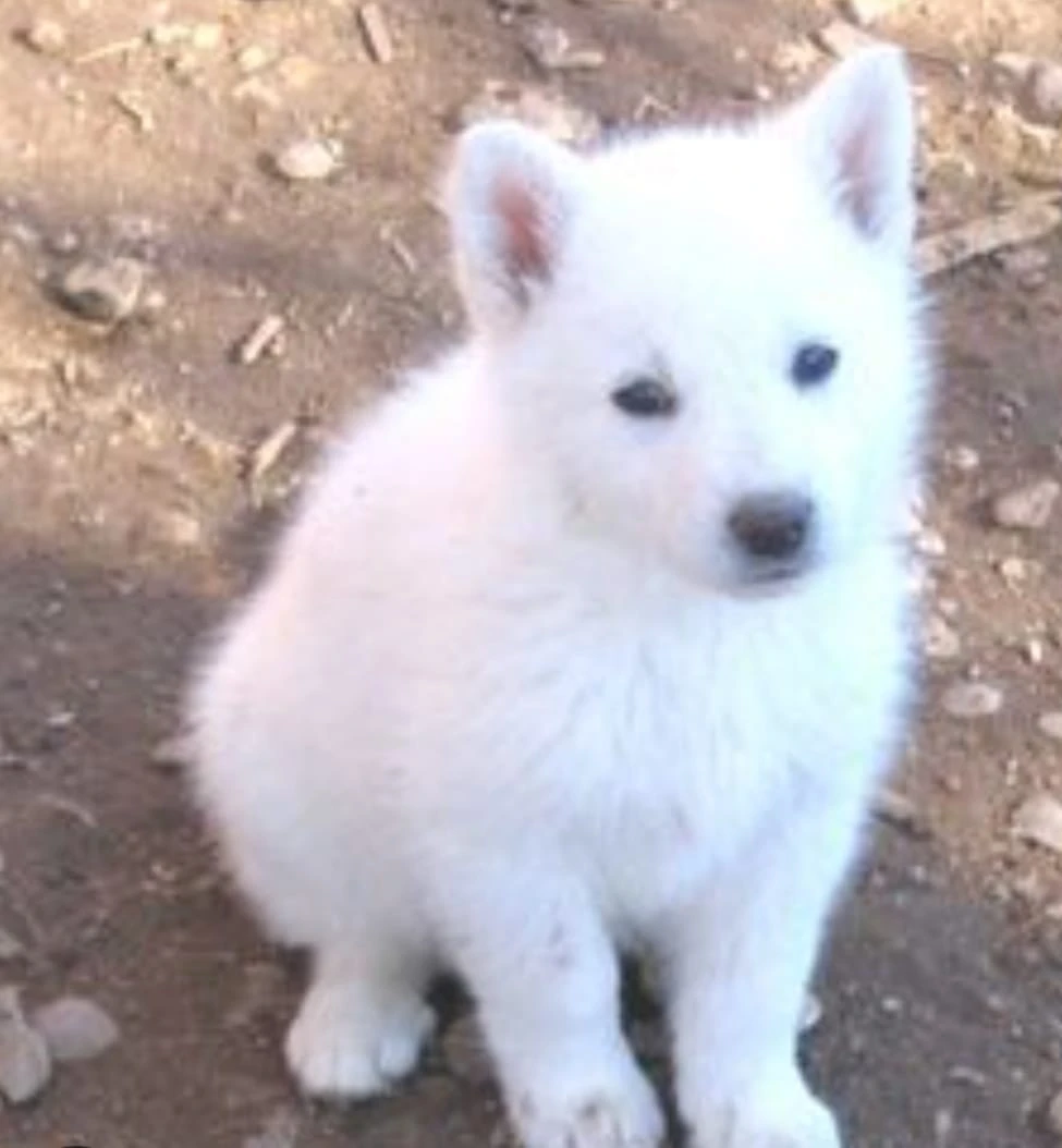 white swiss shepherd