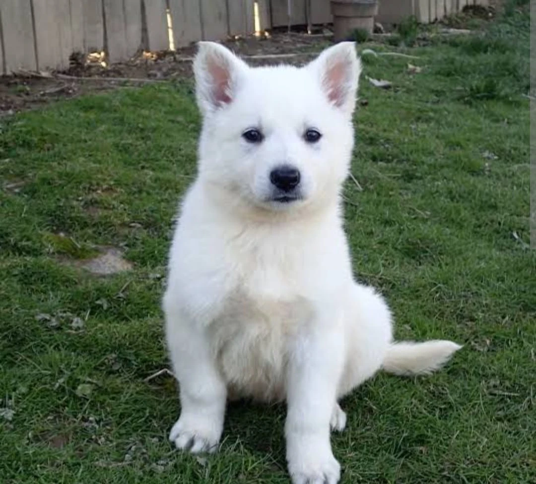 white swiss shepherd