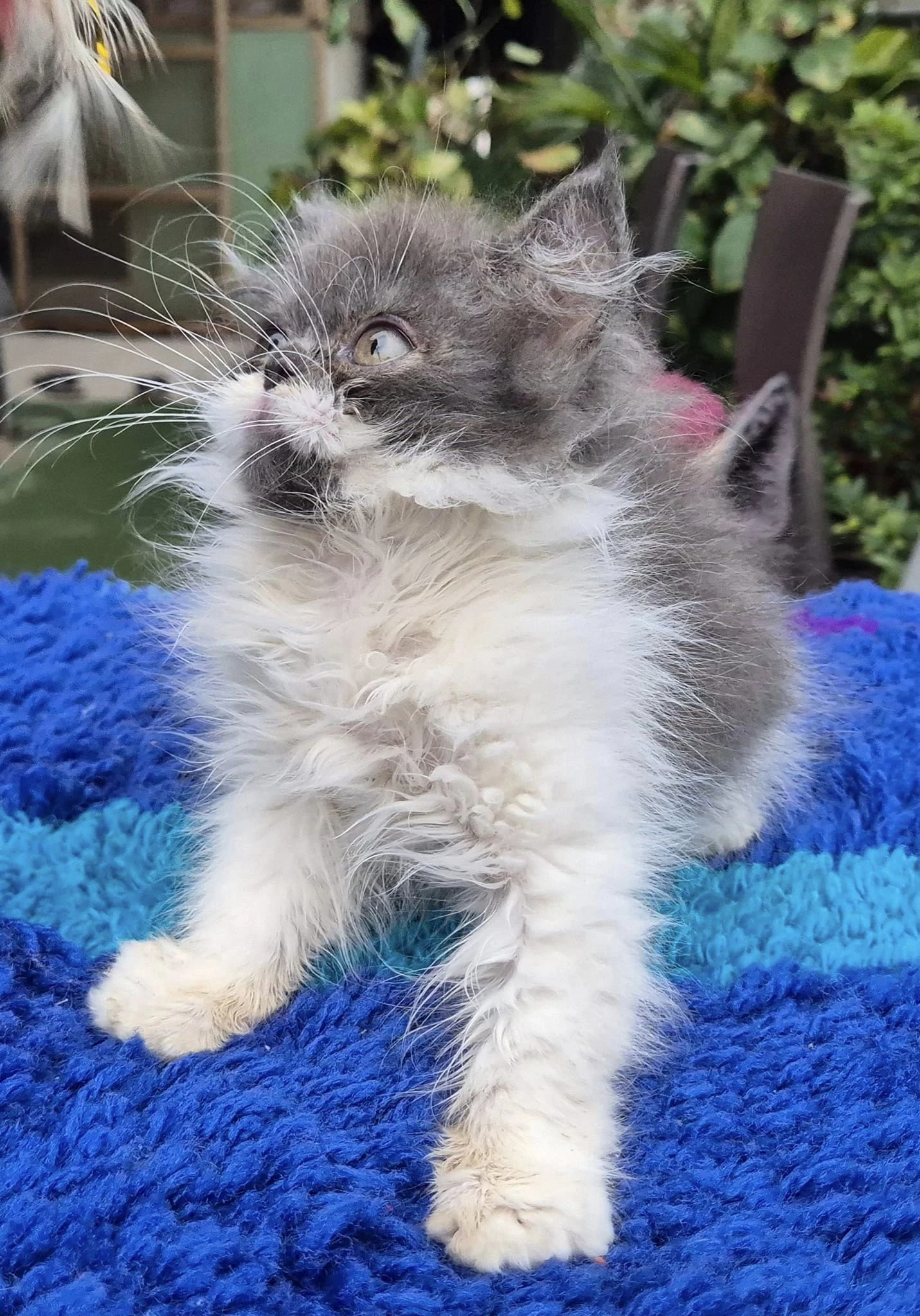 Persian kitten-Image 2