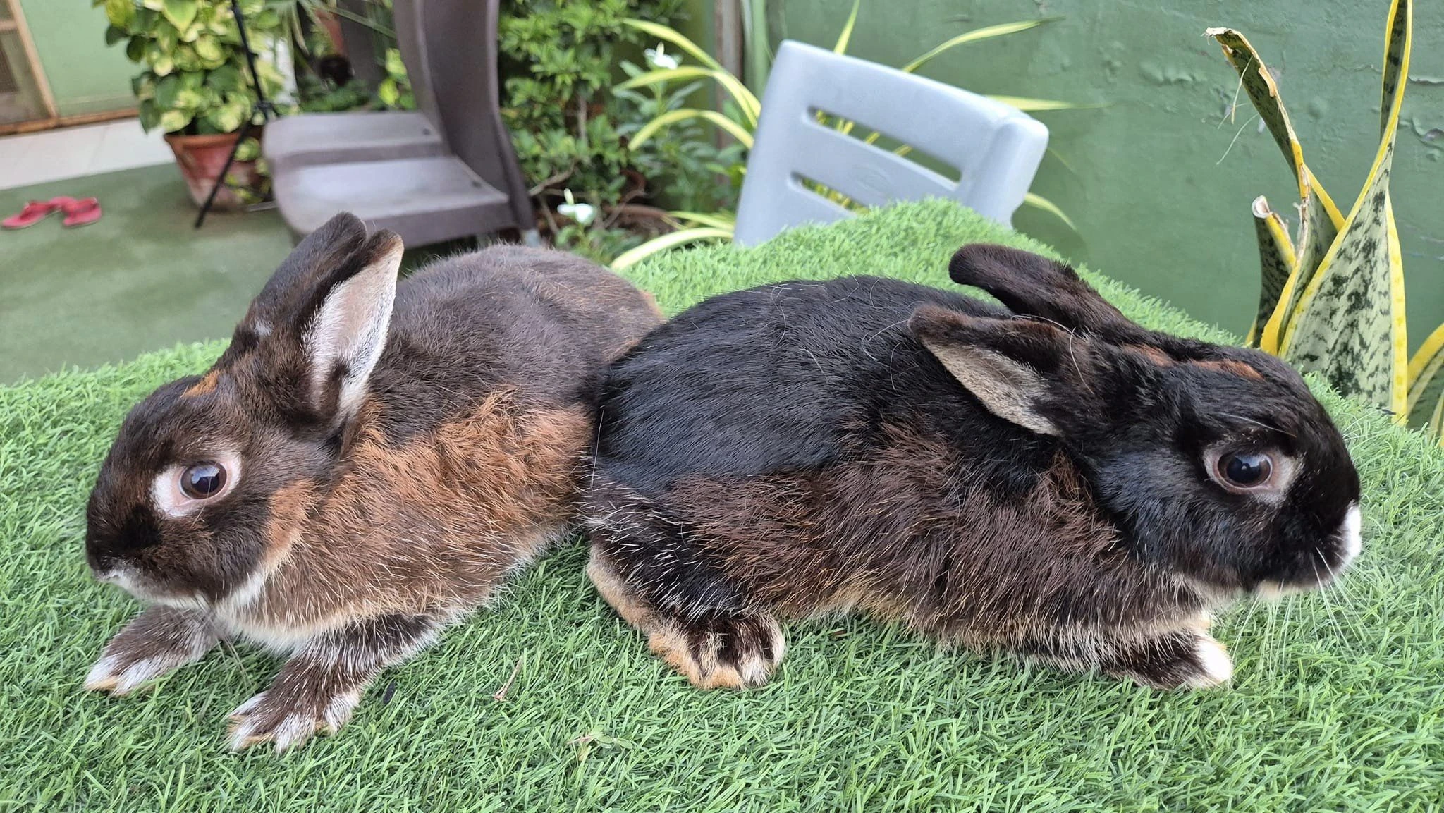 Holland loop Rabbits-Image 1