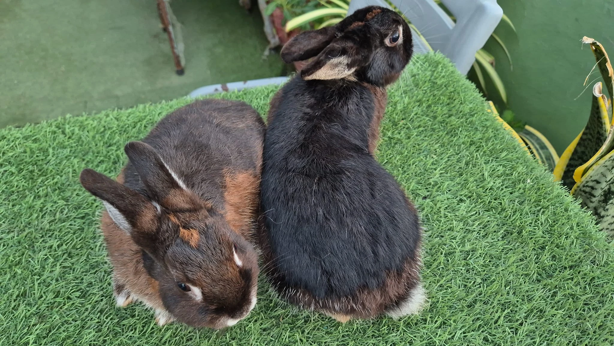 Holland loop Rabbits-Image 3