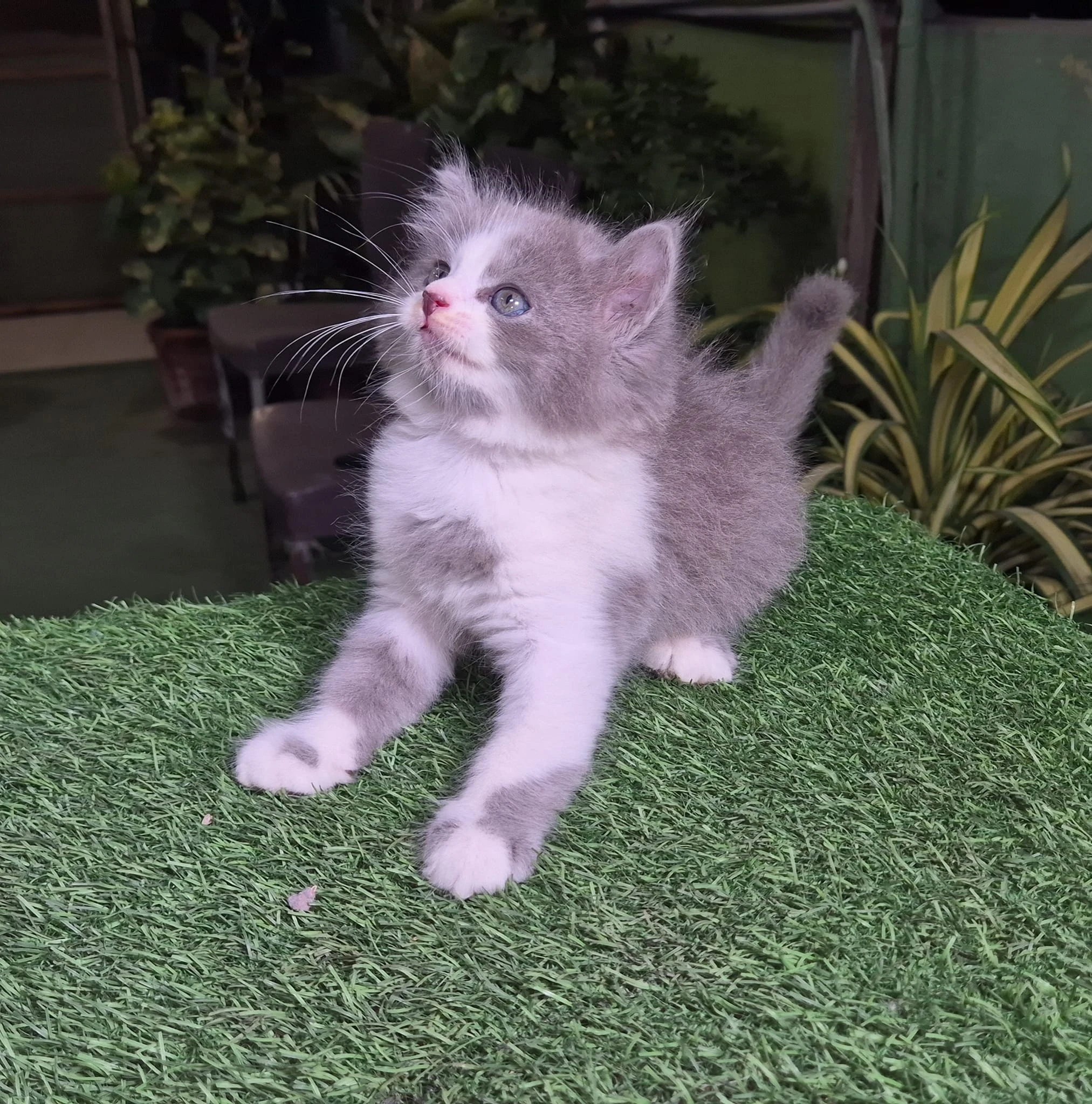 persian kitten-Image 3