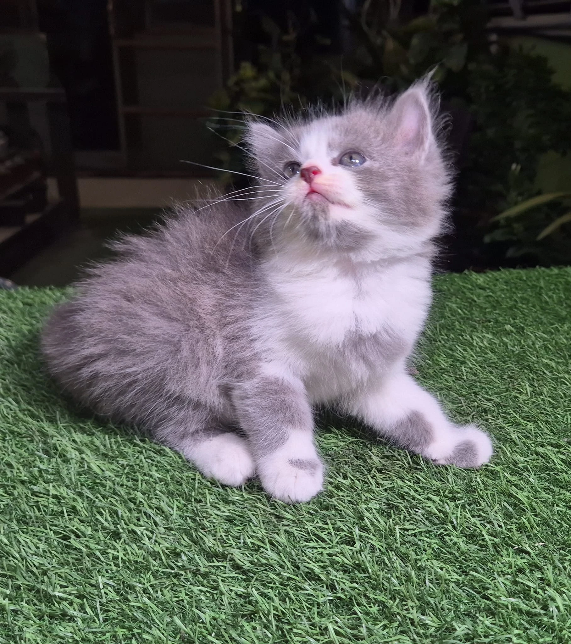 persian kitten-Image 5