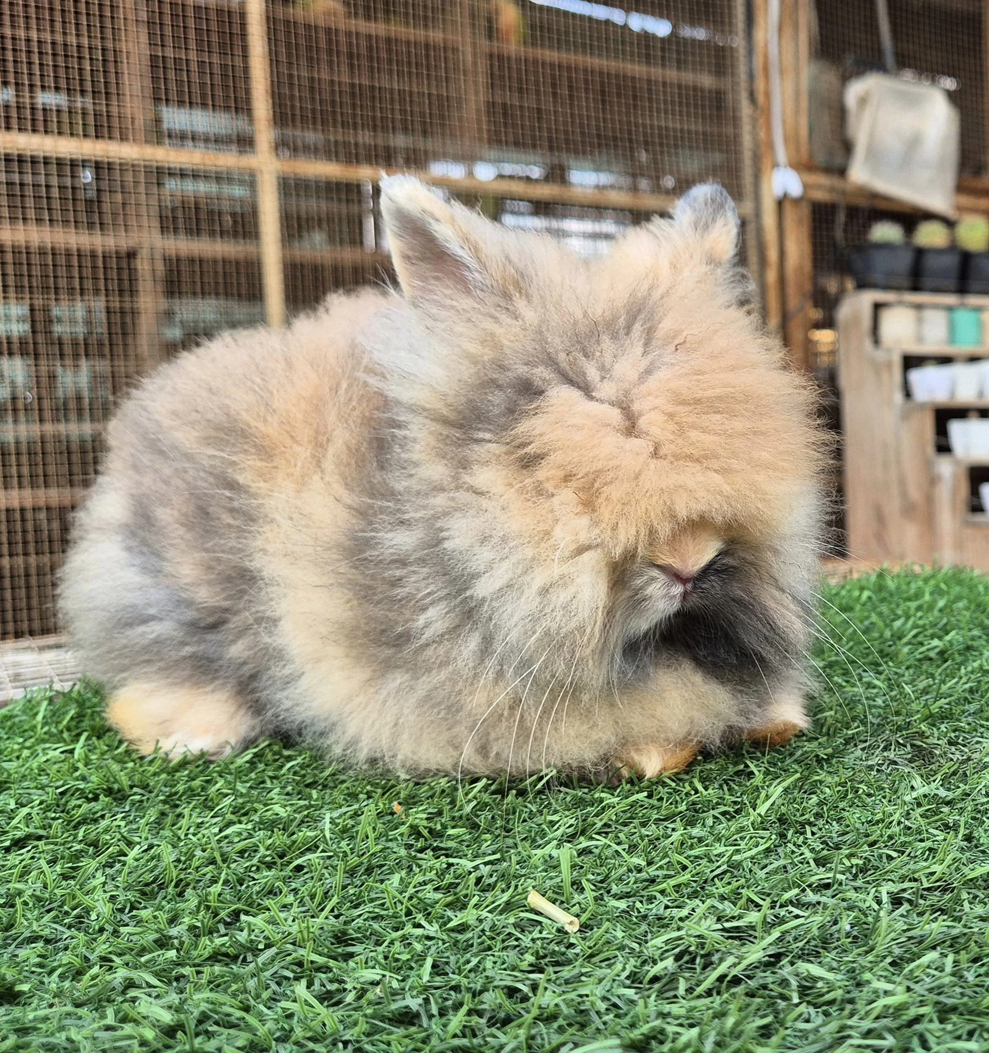 Lionhead rabbits-Image 1