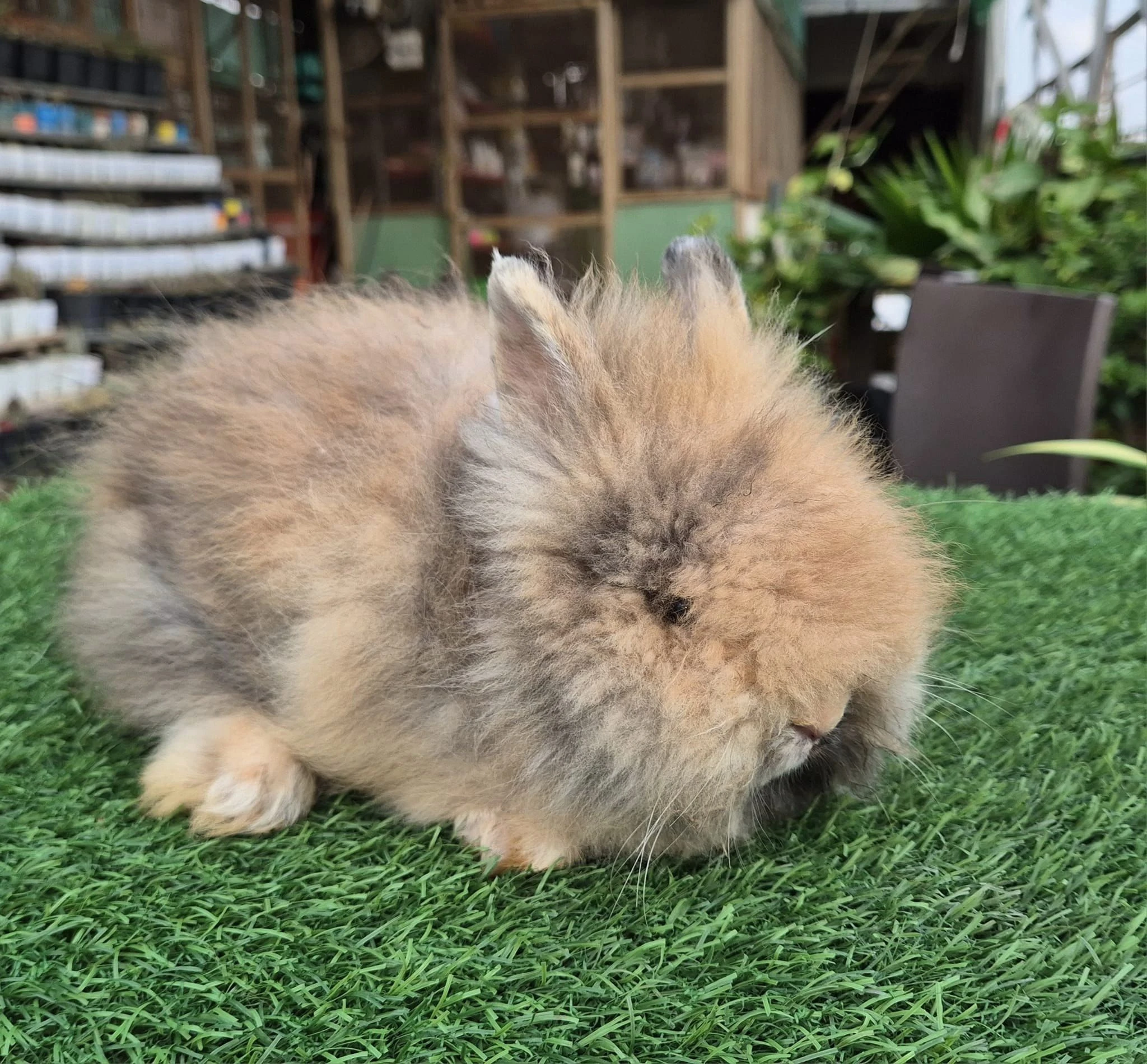 Lionhead rabbits-Image 2