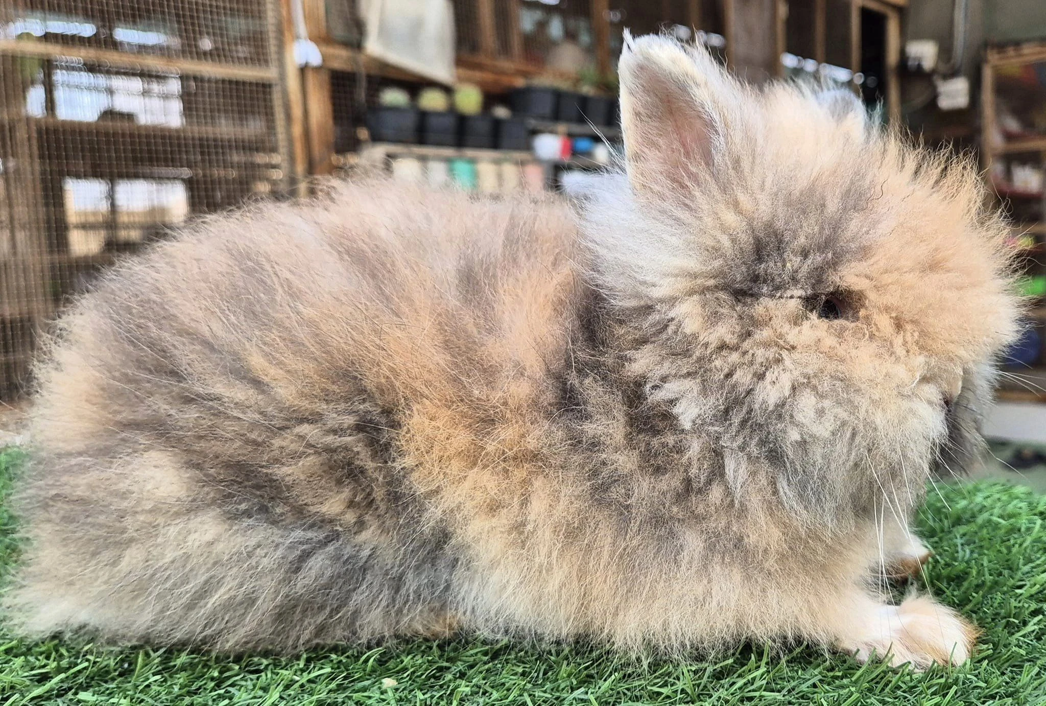 Lionhead rabbits-Image 3