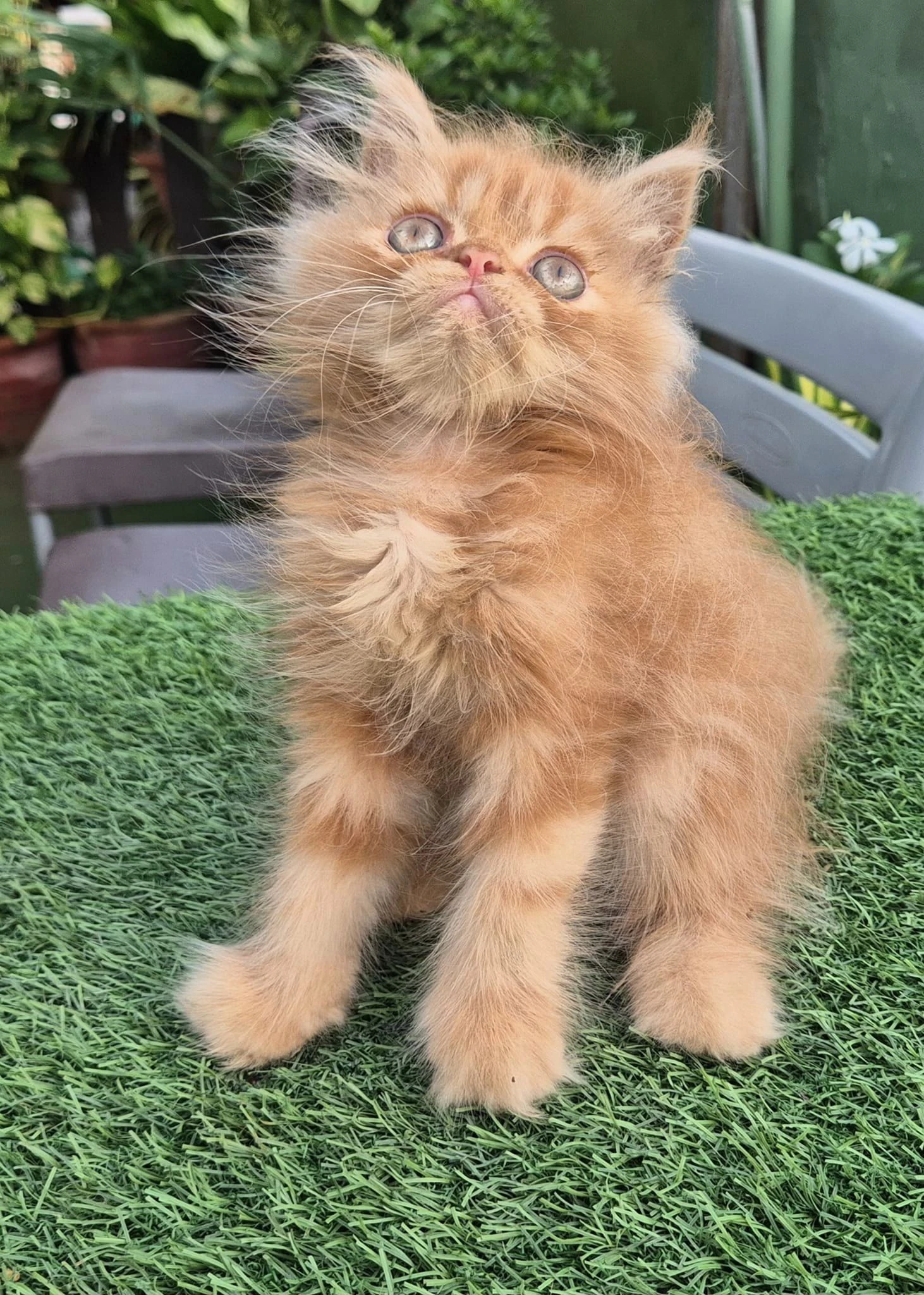 persian kitten-Image 2