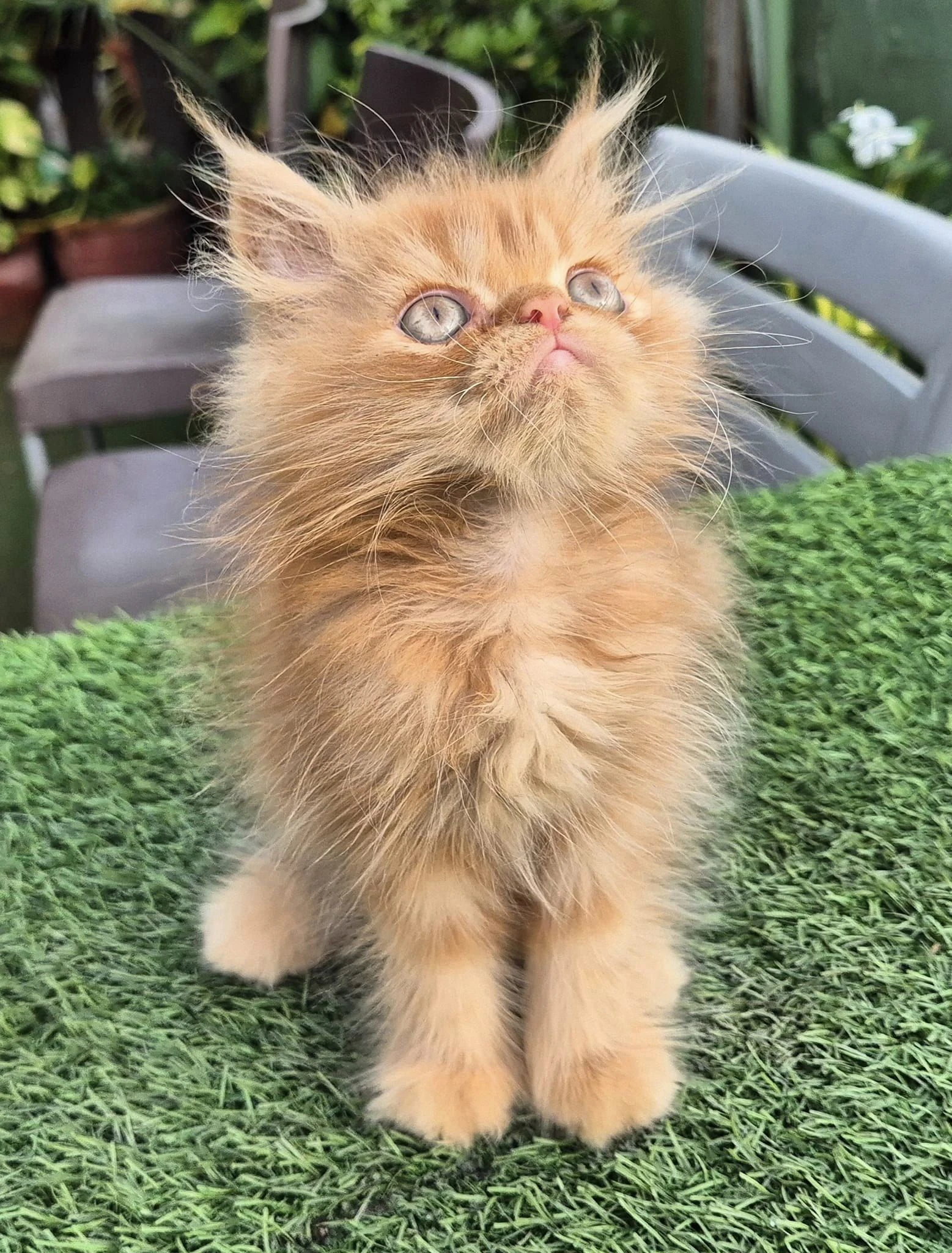 persian kitten-Image 4