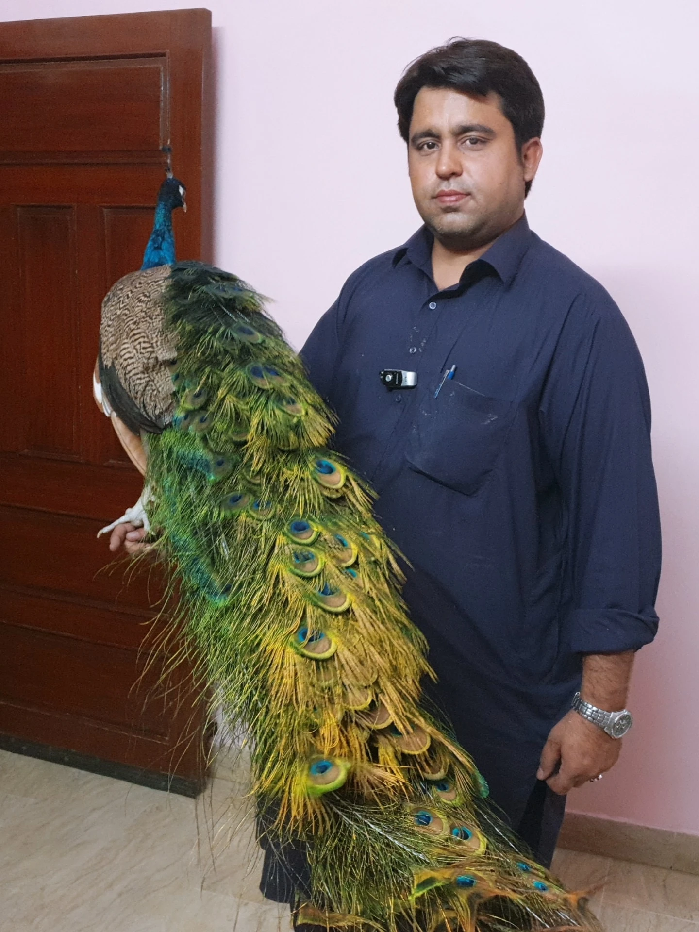 extremely tammed peacock for sale-Image 1