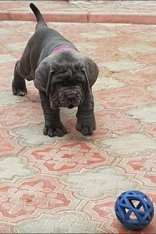 Neapolitan mastiff available for import-Image 2