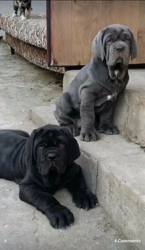 Neapolitan mastiff available for import-Image 3