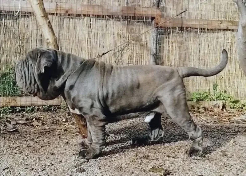 Neapolitan mastiff available for import-Image 4