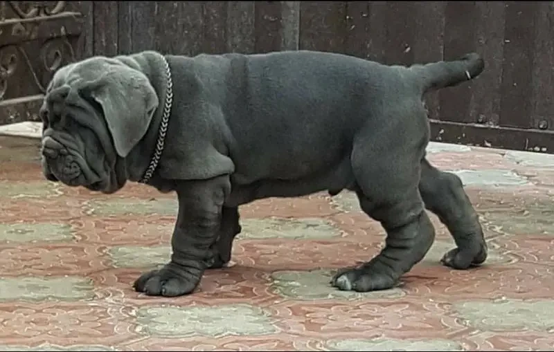 Neapolitan mastiff available for import-Image 5