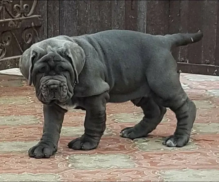 Neapolitan mastiff available for import-Image 6