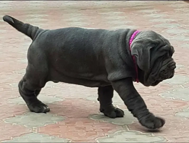 Neapolitan mastiff available for import-Image 7